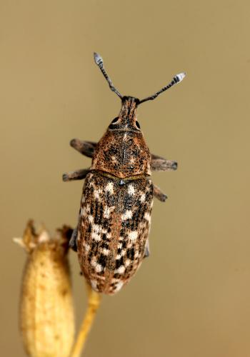 Réf. 186 653 : Leucomigus candidatus tessellatus